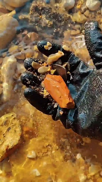 Treasure Hunter Found Champion Treasure with the Metal Detector #treasure #metaldetecting #springbreak #moon #videoelectro