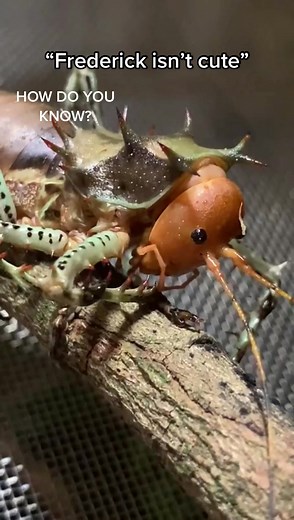 Discovering the Armoured Thorny Cricket - Cosmoderus Femoralis