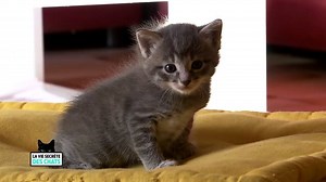 15K views · 216 reactions | A partir du 20 Août à 16H sur TF1 découvrez "La Vie Secrète Des Chats", une expérience exceptionnelle racontée par Valérie Damidot pour enfin savoir ce que font nos chats quand nous ne sommes pas là !  | BBC France | Facebook