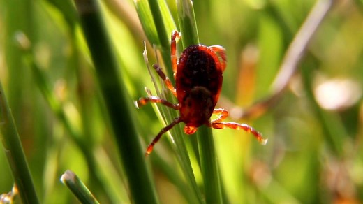 Top 5 Tips for Preventing Tick-Borne Disease