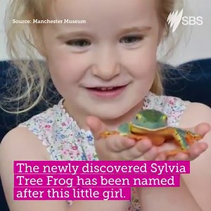 Sylvias of the world! This frog shares your name. | SBS Australia