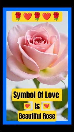 red rose petals falling background ||red rose blooming #shortsfeed #shorts #nature #explore #yt