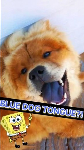 Why Some Dogs Have Blue Tongues 🐶 #DogFacts