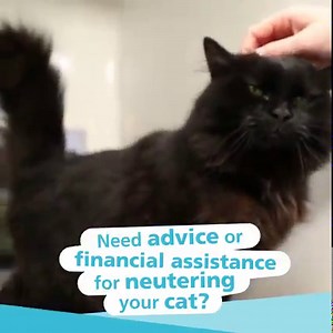 3.1K views · 1.8K reactions | Find out more about how Cats Protection can help you get your cat neutered and microchipped. | Cats Protection | Facebook