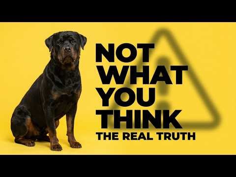 You’ve Been Lied To About Rottweilers — Here’s the Real Story