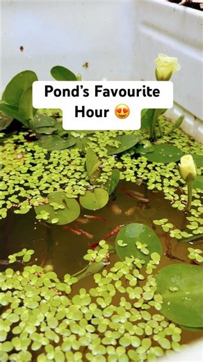 It’s mealtime at the pond | Guppy Fish Pond with water plants