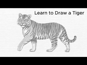How to Draw a Realistic Tiger | Step-by-Step Drawing Tutorial