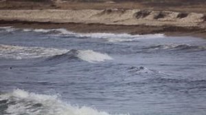 In this week's Nature Nugget, Dr. Atkins shares fun facts about the common eider! | Michigan Conference of Seventh-day Adventists