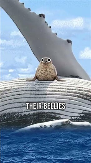 Seal's Secret Bodyguard 😳