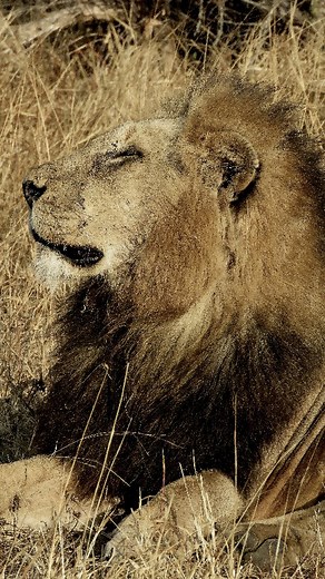 She remained unimpressed😂 #lion #simba #wild #wildlife #natgeo #nature #animals #africa #southafrica #safari | Calvin In The Wild