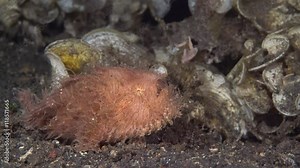 Hairy Frogfish (Antennarius striatus)