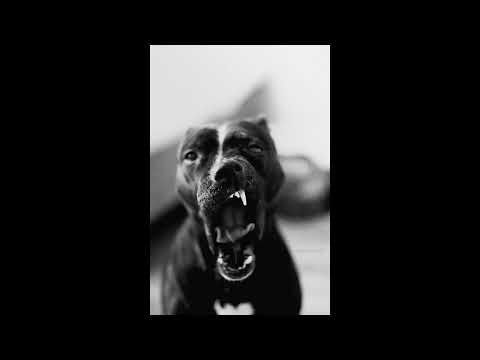 [FREE] Trap Type Beat - "DOG" | Type Beat | Freestyle Beat | Rap Type Beat 2025