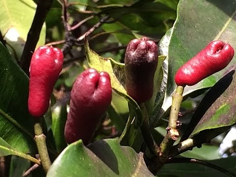 clove fruits and seeds (Syzygium aromaticum)