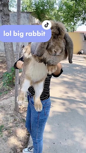 #rabbit #big #cute #huge #farming #pet #fypシ #foryou Do you want to have one?