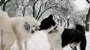 two dogs playing in the park