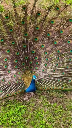 সাফারি পার্ক, গাজিপুর। Gazipur Safari Park l #সাফারি_পার্ক #birds #parrot #পাখি