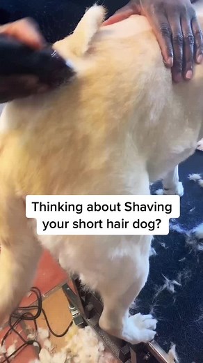 Why shave my dog? #labrador #doggrooming #grooming #groomingtips #fyp #viral #groomersoftiktok #groomerslife #lab