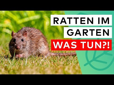 Identify and effectively combat rats in the garden 🐀
