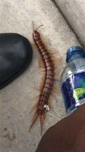 The Largest Centipede🐛?!? Do you have these where you live? #science #nature #centipede #worms | What's Inside?