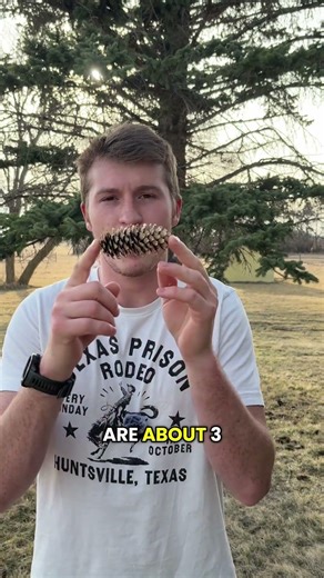 Spruce cones!! #pine #tree #outdoors #facts #education