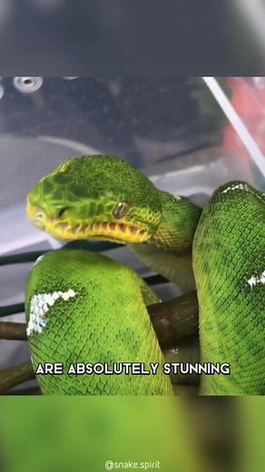 Emerald Tree Boa 🐍 #emeraldtreeboa #emeraldtreeboas #emeraldboa #emeraldgreen #emerald #snake #snaketattoo #snakesofinstagram #snakes #snakesofig #snakelove #snakelovers #snakelover | 1 Minute Animals