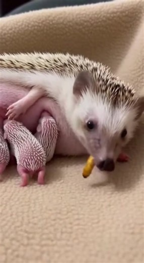 Say "yes" If you are Hedgehog Lover. Cute Hedgehog Moment Part 12 | The Daily Hedgehog Show