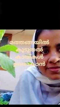 മത്തങ്ങയിൽ കൂടുതൽ കായ്കൾ ഉണ്ടാകാൻ 🍊 #shots #gardening #vegetable farming