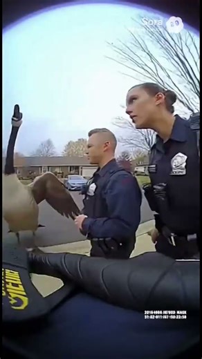 Police Wild Goose Chase | #ai#sora2#fyp