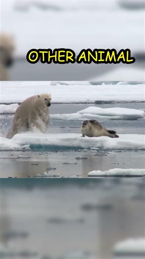 Normal Animal VS Unbelivable Animal