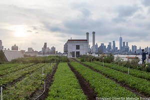 10 of the Most Unique Urban Farms in NYC - Untapped New York