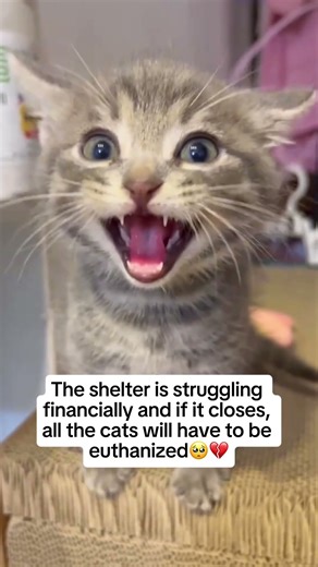 Help me please 🥺🙏