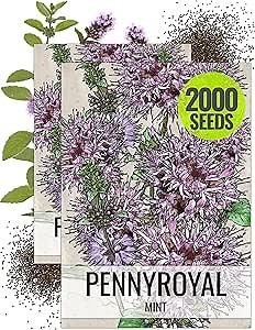 Seed Needs, Pennyroyal Mint Seeds - 1,000 Heirloom Seeds for Planting Mentha pulegium - Medicinal Herb Non-GMO & Untreated for Indoor/Outdoor Gardens (2 Packs)