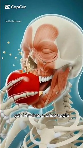 What Happens Inside Your Body After Eating an Apple