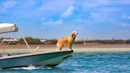12 Things Golden Retrievers Like To Do (Fun for Goldens!) | Loyal Goldens