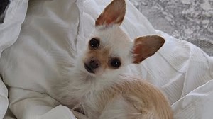 Lola, a 2-pound pup, is the most adorable goat herder ever