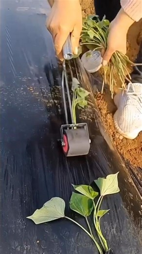 Superb amazing machine for mulching paper #agriculture #farming