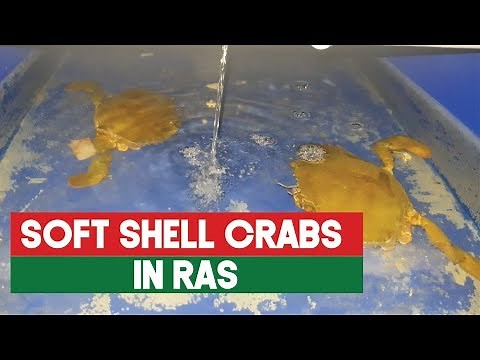 Soft shell crab production with RAS | Aquaculture Technology