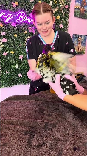 Dye-ing A Chicken Rainbow 🐓🌈 #pets #petshorts #petshub #chicken #dogshorts