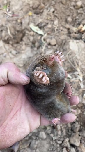 #farm#field#mole#cool#pole