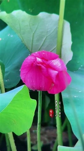 #荷花的美好瞬间 #荷叶荷花美如画 #看一朵荷花盛开 #荷花荷叶的自然之美 #荷花荷叶美景 冒雨拍下荷花全身都湿透了，回头看看拍视频也值得哦。