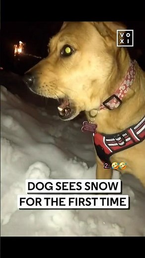 Dogs Seeing Snow for the First Time! 😍❄️ Funniest Reactions Ranked