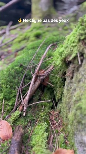 ✨La forêt cache plus que tu ne crois😇Une chanterelle et tout change🍄 #champignons #alsace #nature