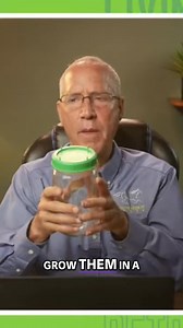 Broccoli sprouts contain sulforaphane, a powerful cancer-fighting nutrient. Growing them is easy, even in a jar! Just soak, rinse, and keep them cool and dark for the sweetest sprouts. Get started today! #BroccoliSprouts #Sulforaphane #CancerFightingFoods #HomeGrown #EasyGardening #HealthyEating | Living Springs Retreat