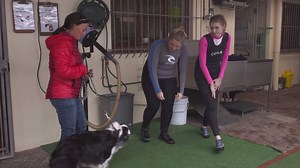 Super awesome to be involved with kykNET Hond se Gedagtes - check out our Hydrotherapy insert with awesome pooches Chinzi Annaret Meintjes and Rogue's Pawsome Bakery Ilze Fourie | Pet Wellness Worx