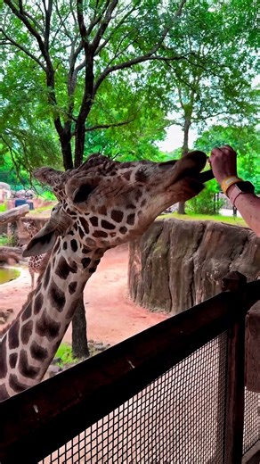 Closeup Video Of Feeding A Giraffe At The Zoo