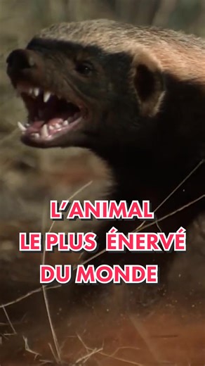 Le ratel : l'animal le plus énervé du monde