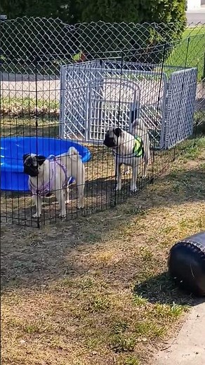 the beautiful babies pugs #viral #pug #lifestyle #shorts