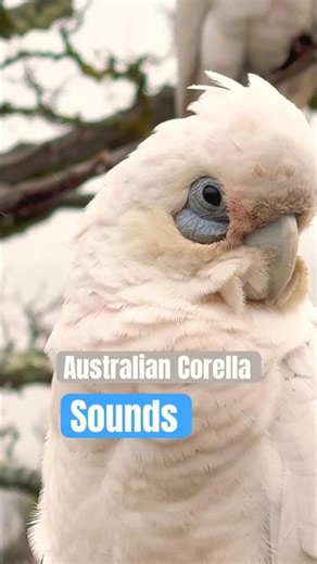 Australian Corella #Corella #Birds #BirdSounds