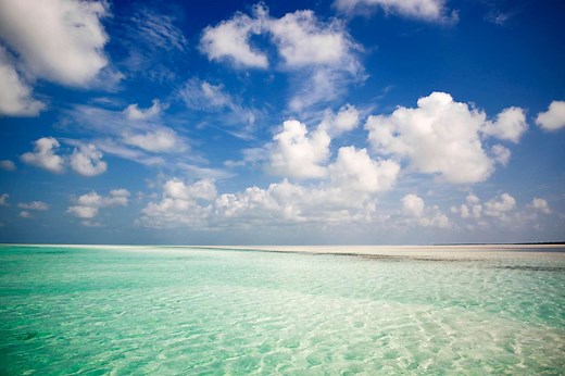 Aquatic Biome: Reefs, Mangroves, and More