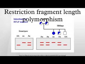 Restriction fragment length polymorphism